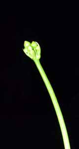 Detalle de la futura flor