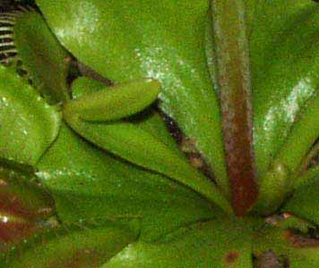 Detalle de nuevas hojas