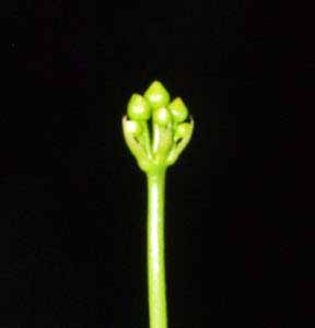 Detalle de la futura flor