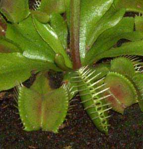 Una trampa "caza" a un insecto