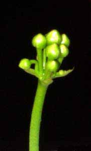 Las flores aumentan de tama&ntilde;o. Ya se adivina su futuro color blanco.