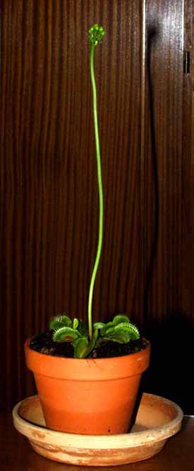 El tallo floral est&aacute; creciendo notablemente 