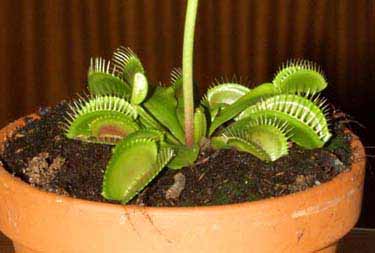 El aspecto general de la planta es muy saludable