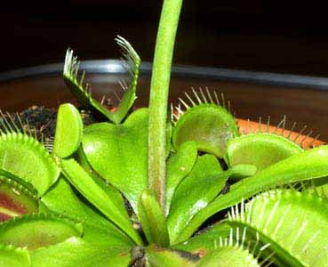 Las nuevas trampas crecen d&iacute;a a d&iacute;as