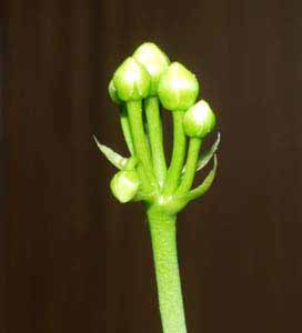 Las flores est&aacute;n a punto de abrirse