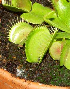 La planta est&aacute; sana, pero aparece moho en el sustrato