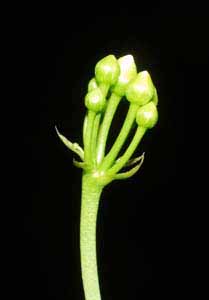 Las flores continuan evolucionando