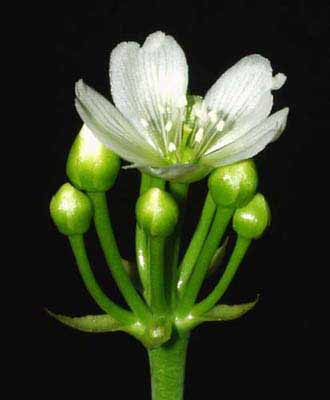 Por fin: &iexcl;La flor!