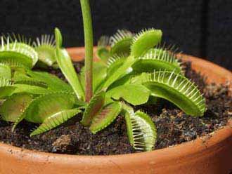 Limpio el moho y la planta contin&uacute;a con buen aspecto