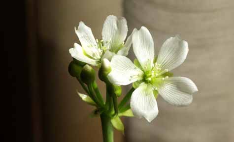 Se abre una segunda flor