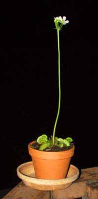 La flor crece a mucha altura del suelo