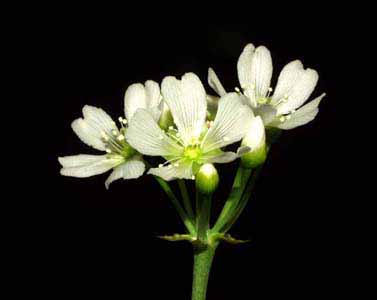 Se abren m�s flores