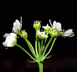 Las flores tambi&eacute;n se van cerrando