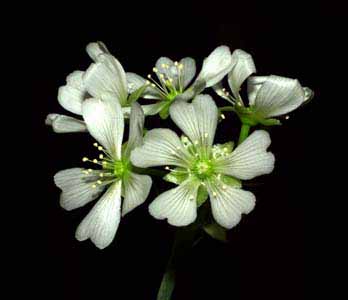 Flores de Dionaea muscipula