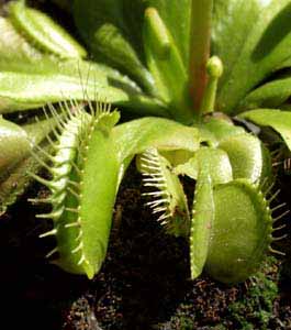 La trampa permanece cerrada