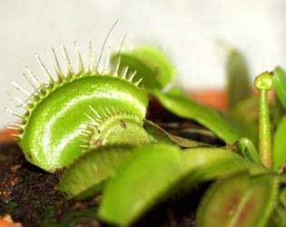 Digesti&oacute;n y nuevo tallo floral