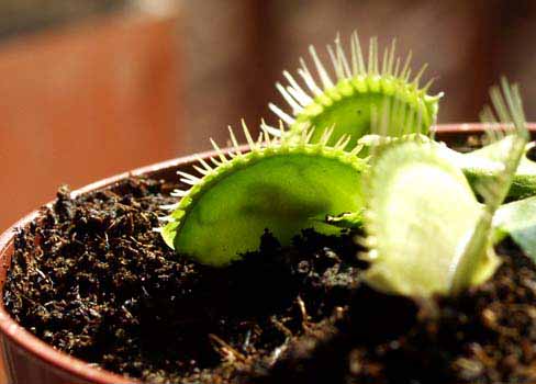 Realizando el proceso digestivo