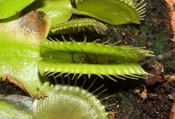 Apertura de la trampa