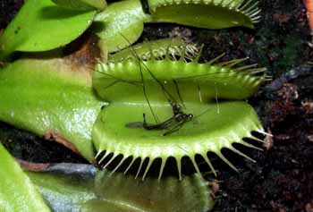 Los restos del mosquito