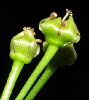 Haciendo la digesti&oacute;n