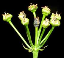 &iquest;Primera c&aacute;psula madura?