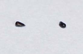 Dos semillas maduras