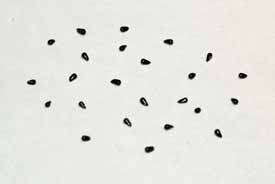 Cada flor debe producir unas 20 semillas