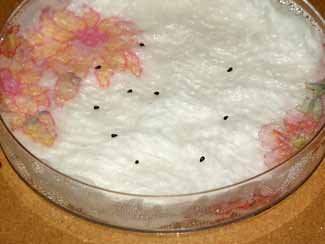 Preparado para estratificaci&oacute;n en fr&iacute;o