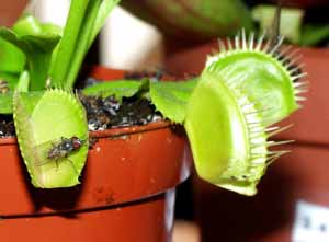 Atracci&oacute;n irresistible