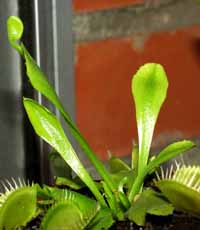 Hojas sin trampa y peque&ntilde;as