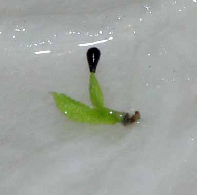 Crecimiento en medio de cultivo