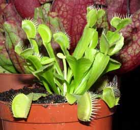 Buen aspecto de la planta padre