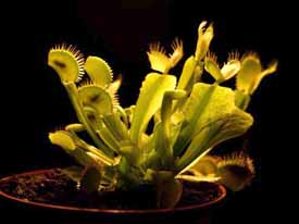 "Radiograf&iacute;a" de la planta padre