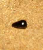 Semilla retirada de la la planta