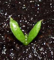 La nueva planta en su medio de cultivo