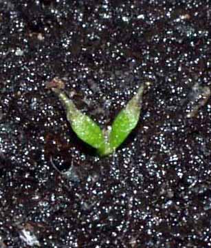 Se comienzan a secar las puntas