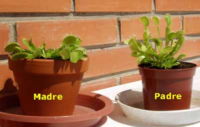 Estado de los "padres"