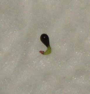 Primera semilla que germina en el grupo B