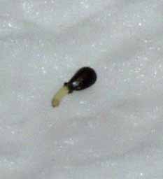 Segunda germinaci&oacute;n