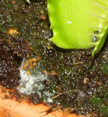 Moho por exceso de humedad