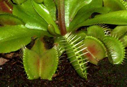 Haciendo la digesti�n