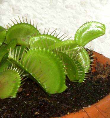 Fotograf&iacute;a tomada el d&iacute;a : 10/02/2004