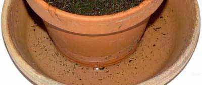 Maceta y platillo con agua