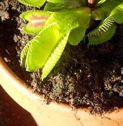 Cueltivo con esfagno sin mezclar