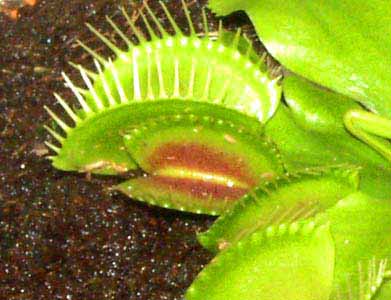 La coloraci&oacute;n roja de las trampas depende de la cantidad de luz recibida