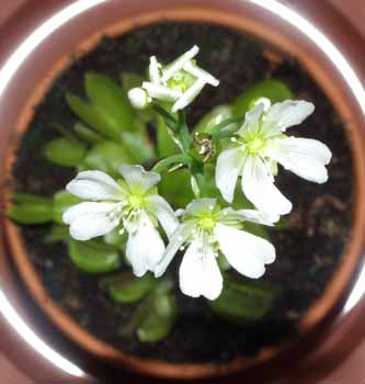 Dionaea en flor vista desde arriba