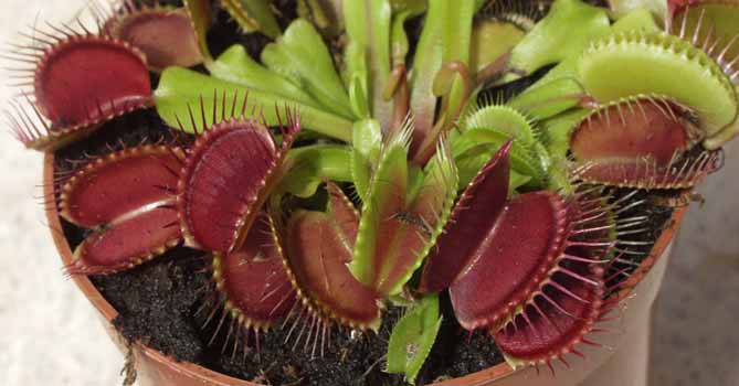 Dioanea 'Drag&oacute;n verde'