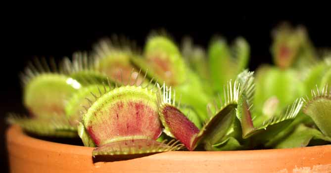 Dionaea muscipula
