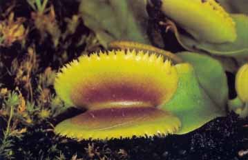 Dionaea 'Sawtooth'