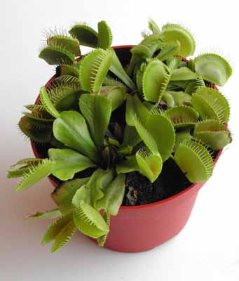 (c) Kazuo Ishiguro Tagome (David)